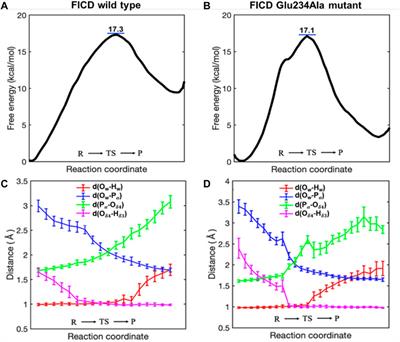Catalytic deAMPylation in AMPylation-inhibitory/assistant forms of FICD protein